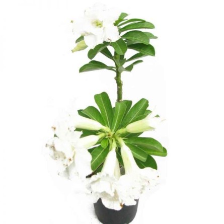 Adenium White